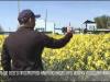 Тысячи просмотров агроблогера с початком кукурузы и подсолнухом в руках