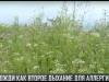 Дождь – радость для аллергиков