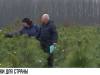 Живые ели и сосны: где и почём?