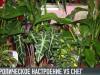 Тропические цветы для летнего настроения