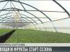 Приднестровские овощи и фрукты: старт сезона