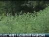 Амброзия: методы спасения