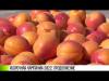 Что в садах и на полях: уборочная кампания-2022