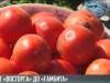 «Восторг» от приднестровских селекционеров