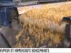 Кукуруза на зиму из Каменки