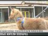 Новые жители Дубоссарского зоопарка