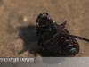 В Рыбнице дали бой клещам и комарам