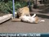 Снова вместе: миссия спасти котят