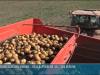 В Дубоссарском районе идёт уборка картофеля