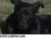 В Тирасполе отравили бродячих собак