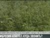 Амброзия атакует. Куда звонить?