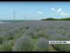 Впервые в Приднестровье – лавандовая фиеста
