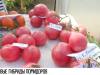 «Кармелита» и «Розовый туман»: новые гибриды томатов