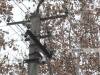 "ВЧАСНО". Iнформацiйна програма (16.01.2013)