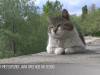 «Кот спокоен»: прогноз на лето