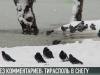 Без комментариев: Тирасполь в снегу