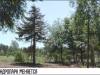 Перемены для столичного дендрария