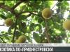 #КЭБ_Итоги. Экзотика с приднестровским акцентом