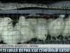Перепелиная ферма в Парканах