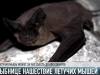 Нашествие летучих мышей в Рыбнице