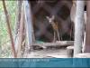 Косуля и совёнок проходят реабилитацию в столичном «Доме животных»