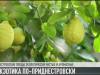 Лимоны и апельсины в Слободзее
