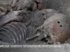 «Кровавая» весна 38-го и феномен нескольких расстрельных ям