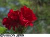 Сурфинии и бересклет: цветы для Бендер