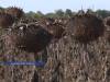 Уборка подсолнечника в Каменском районе