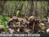 Отравление грибами в Каменском районе