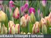 Маленькая Голландия в Парканах